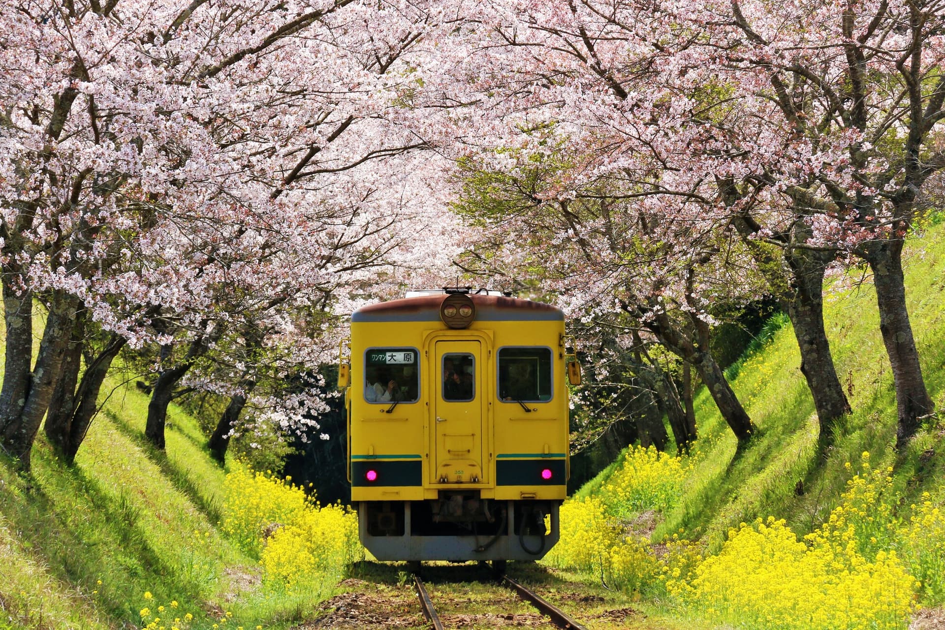 Spring Isumi Railway