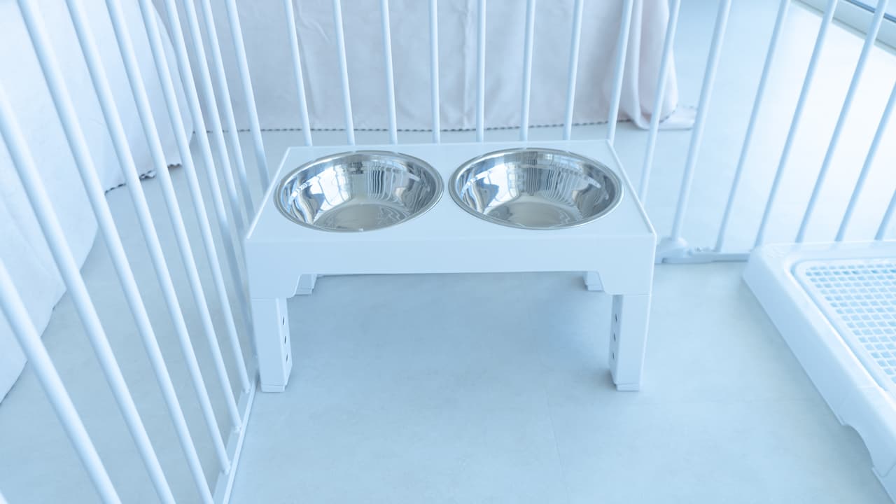 Bowl_Pet Plan