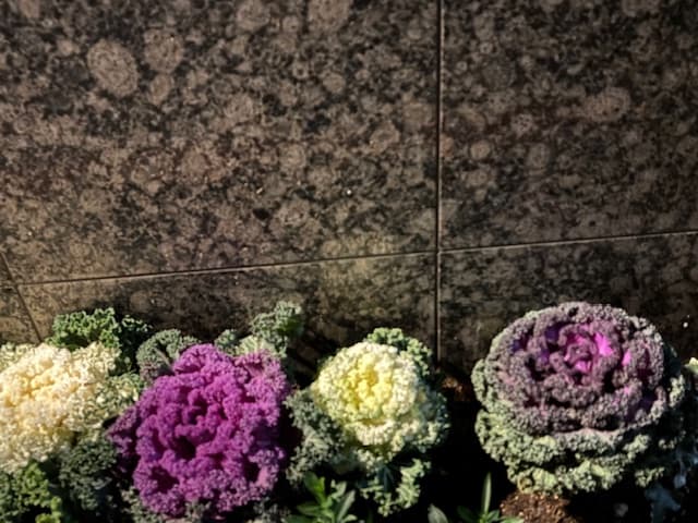 Chrysanthemum