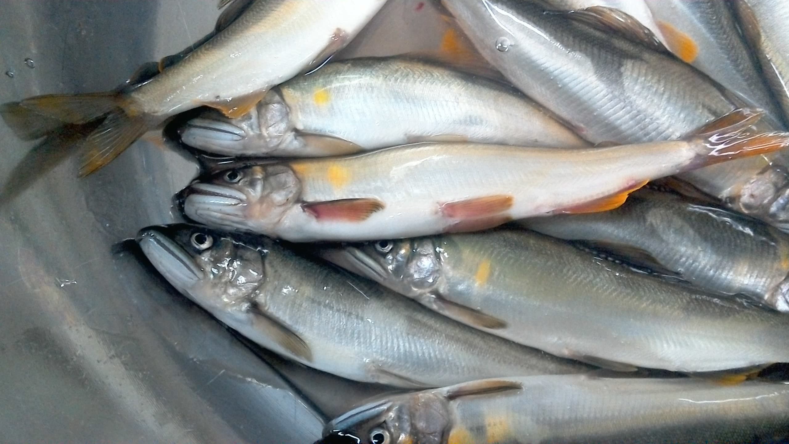 Ayu