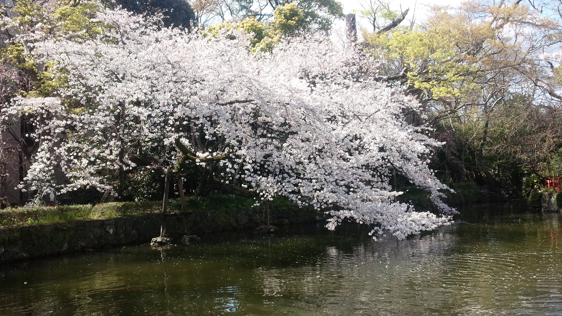 Cherry blossoms in Sumpu Castle Park