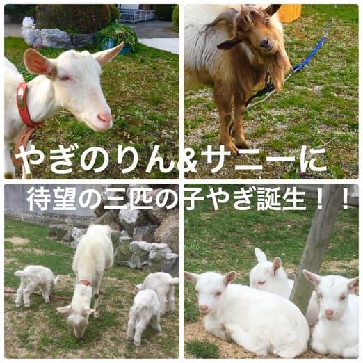유노사토 고마치 온천 시코쿠야 photo 7