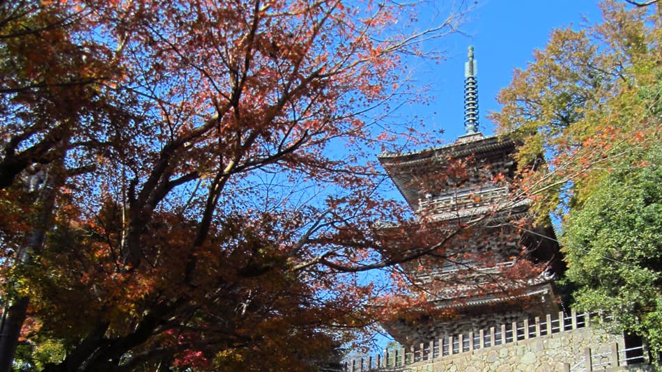쇼킨칸 photo 8