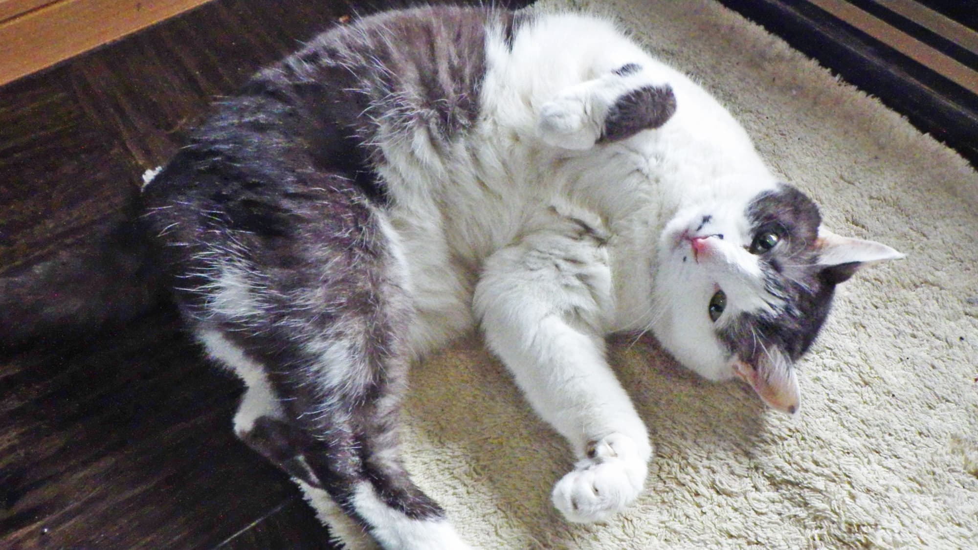 *【Second Generation Mascot Cat】Mei is our publicity manager and a favorite among our guests.