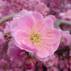 Weeping plum