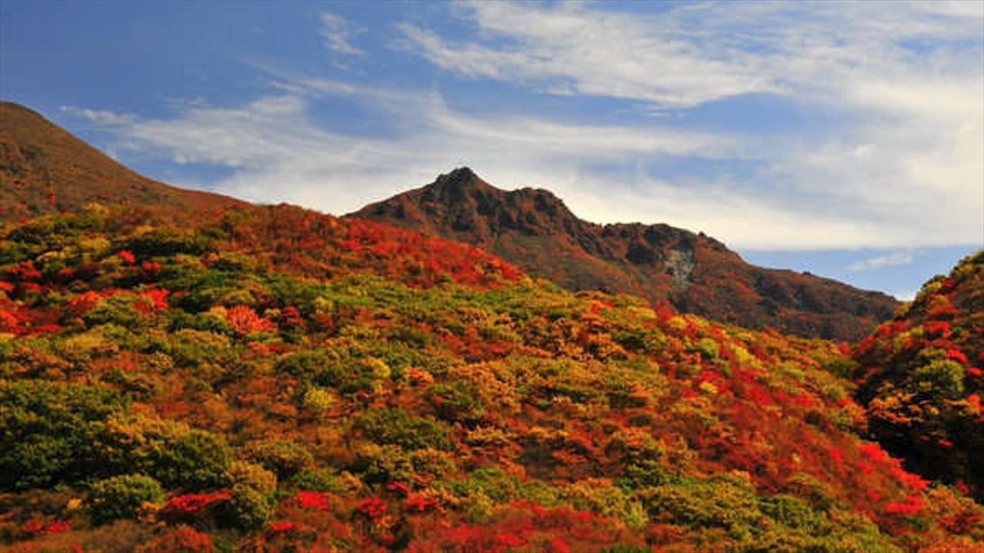Colorful autumn leaves