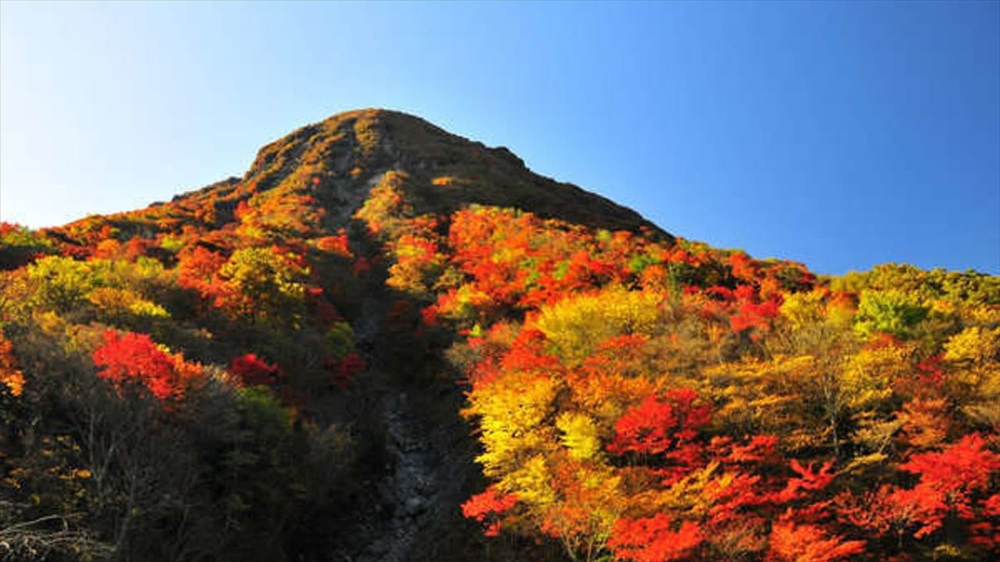 Colorful autumn leaves