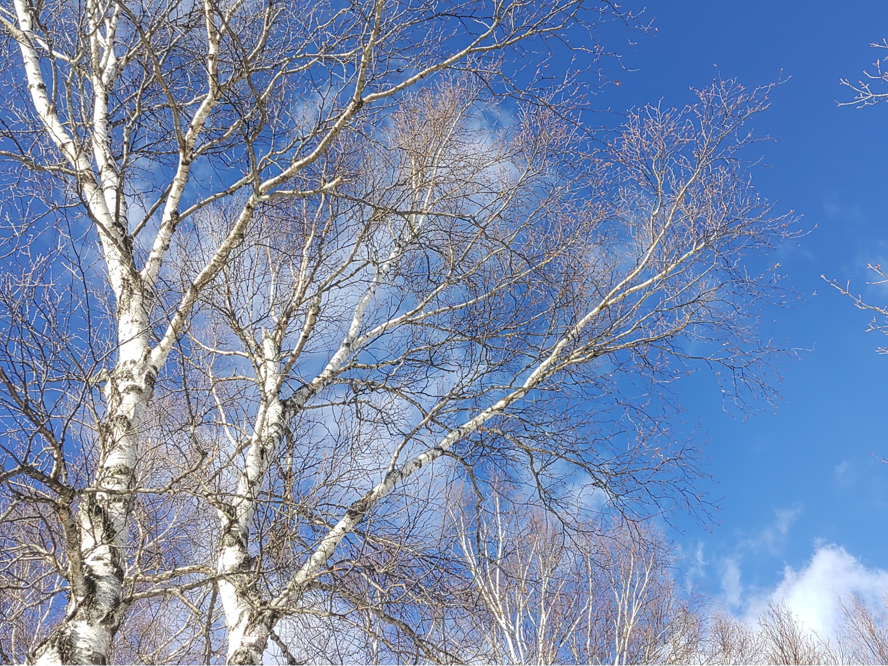 Winter birch and blue sky