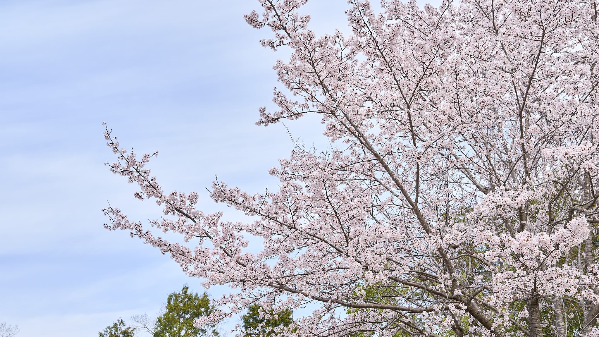 Exterior (Spring)