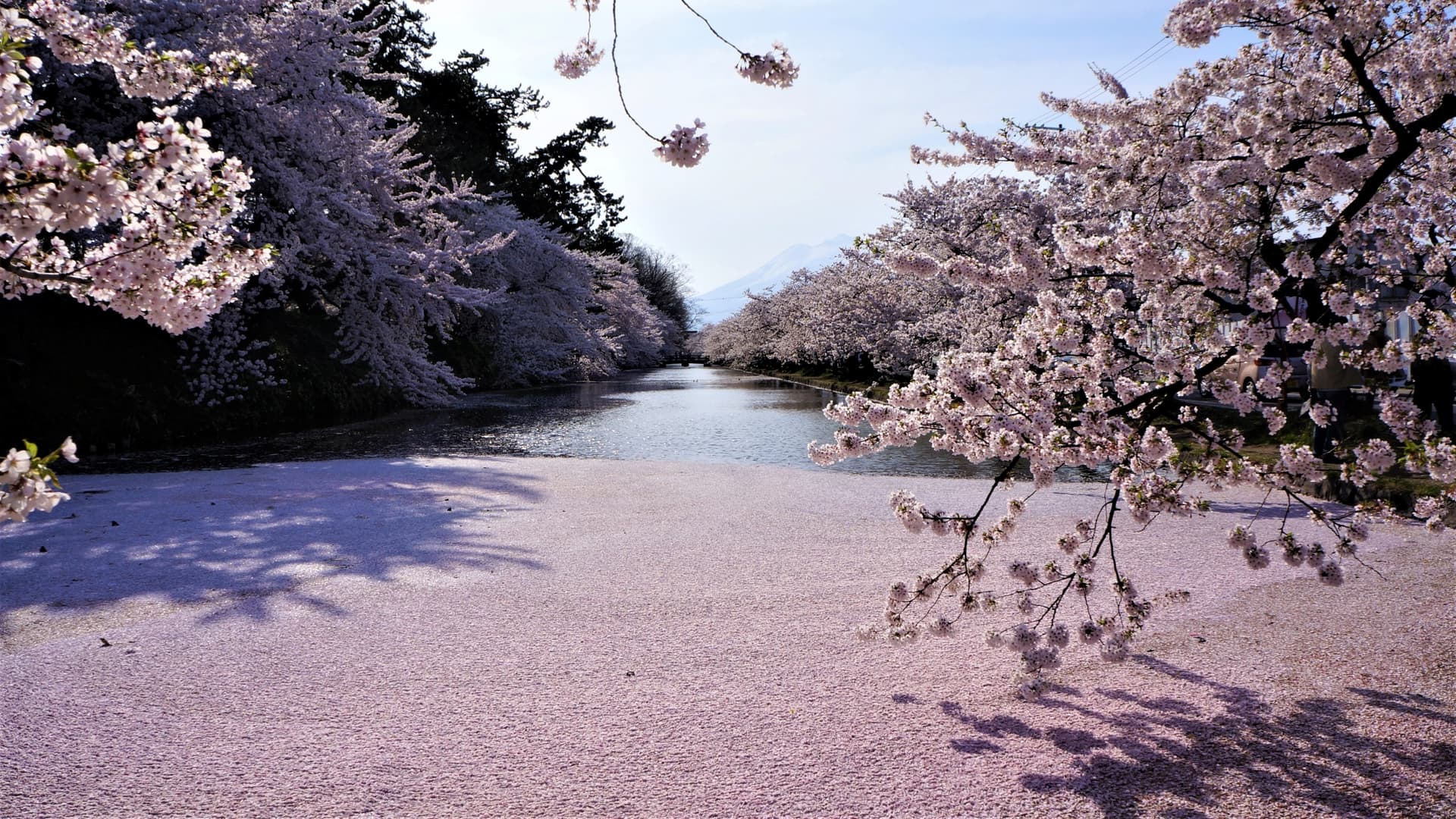 Beautiful "flower raft" even after it is scattered