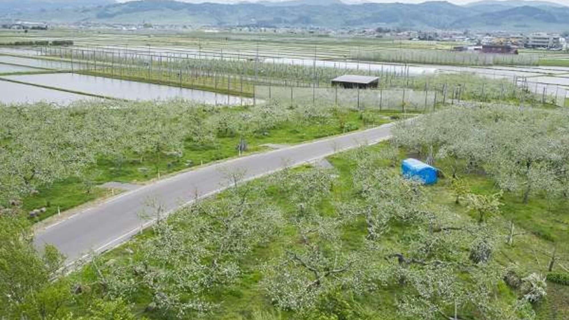 Apple field