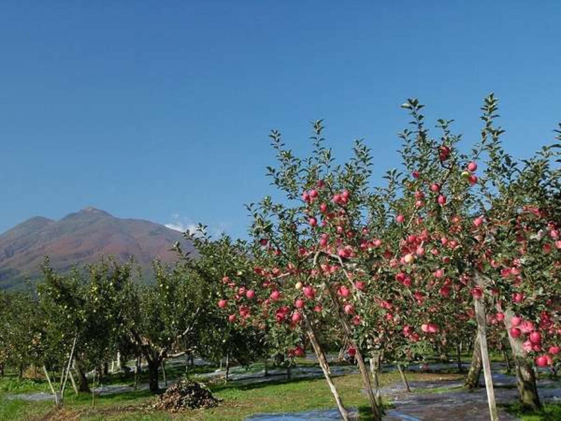 Mt. Iwaki and apples just before harvest