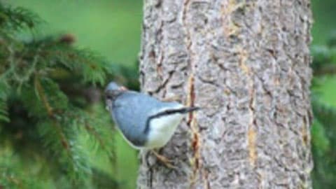 Shiju aiming for sunflower seeds