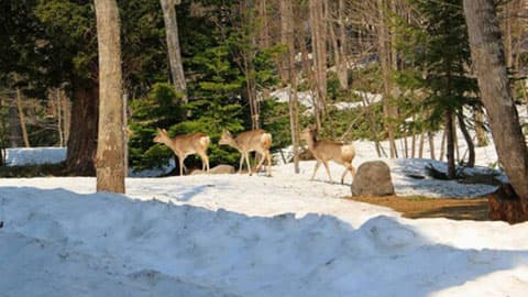 [Around] Three sika deer walking in the garden in front of the restaurant