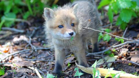 [Around] Baby red fox