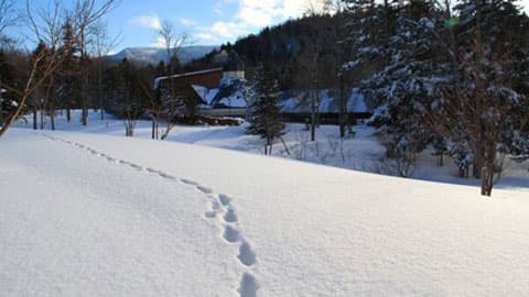 [Appearance] Footprints of the red fox that continues from Nonno no Mori to Mori Tsubetsu ☆