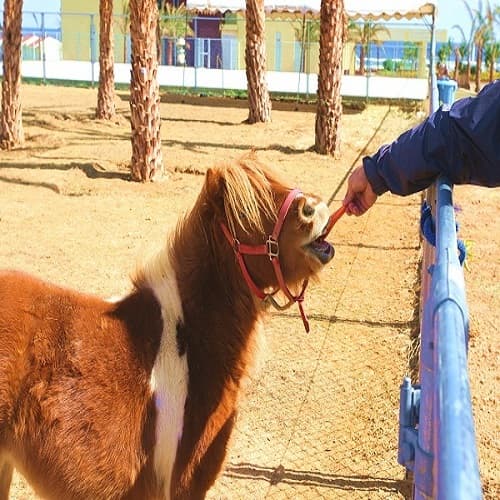 Animal contact corner ♪ Mascot pony