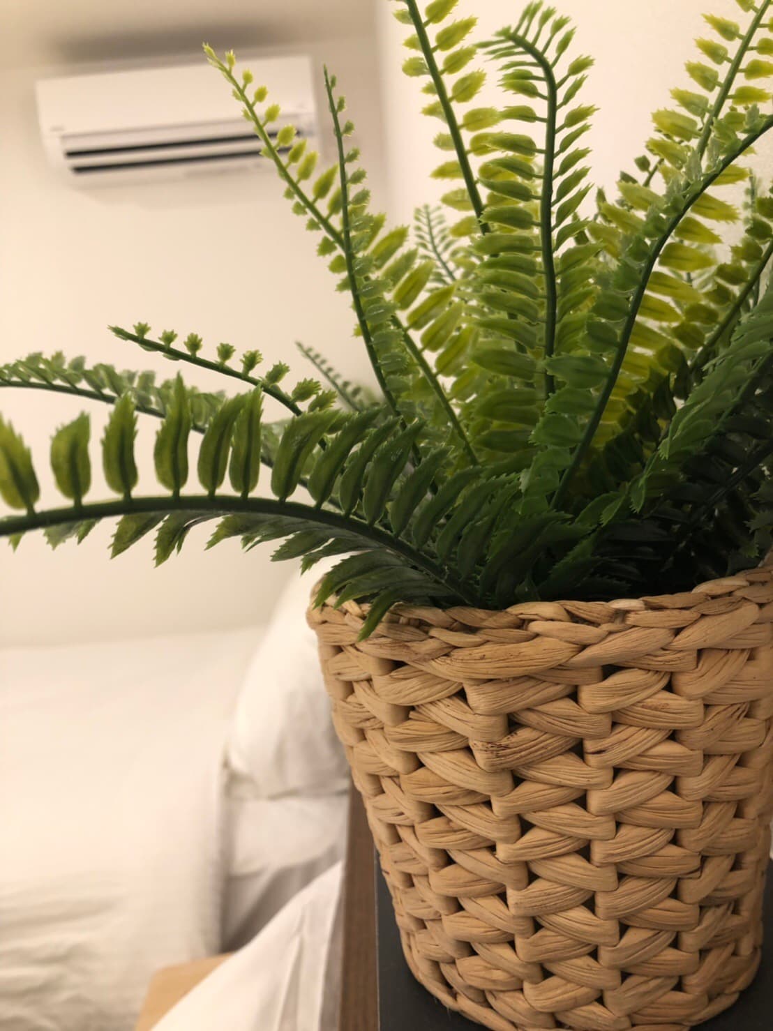 [102] Houseplants