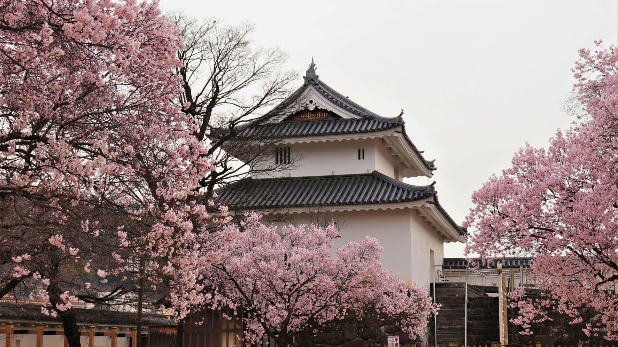 [Kofu Castle] In spring, Kofu Castle is beautiful with its cherry blossoms, and you can enjoy cherry blossom viewing while looking out at Mount Fuji. It is about a 10-minute drive from our hotel.