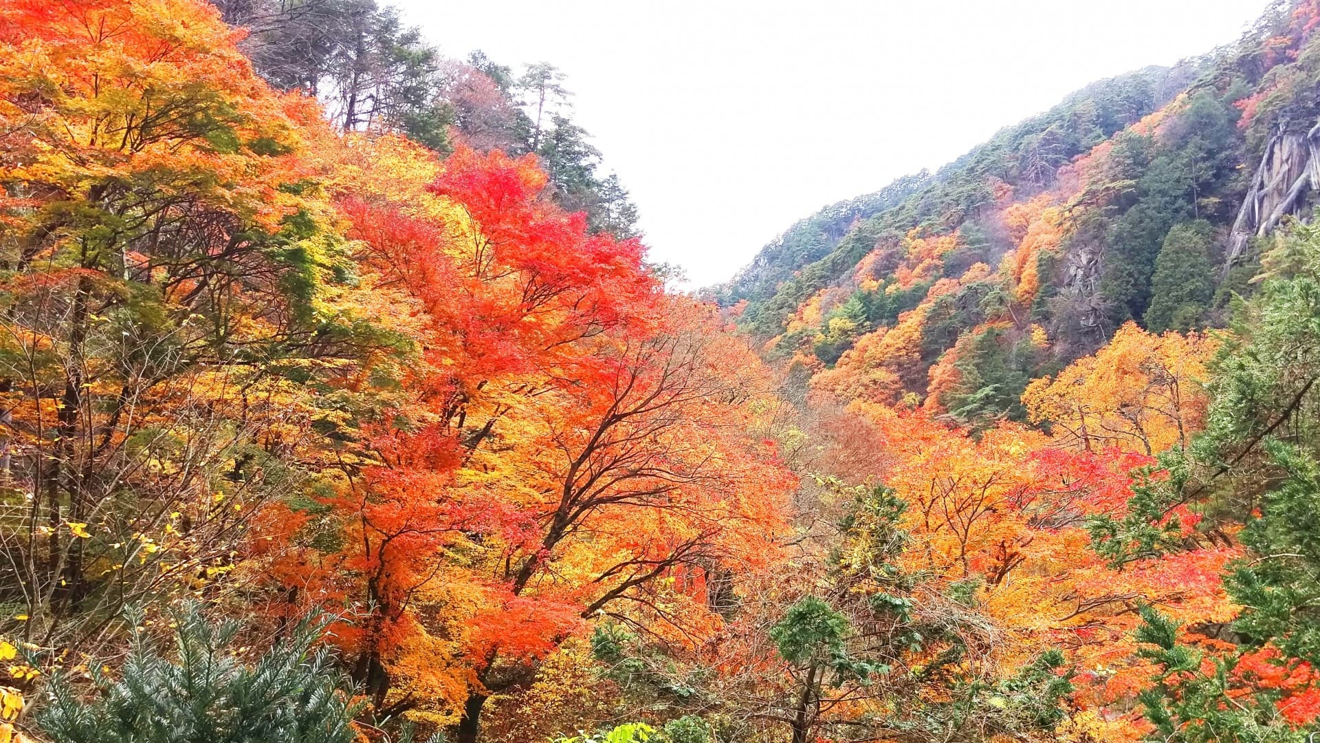 [Shosenkyo Gorge] 30 minutes by car. The gradation of autumn leaves whispers of the coming of autumn.