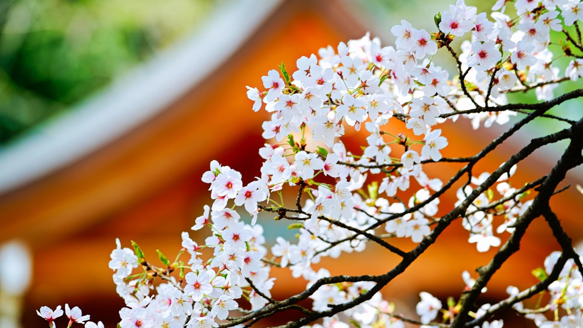 [Takeda Shrine in Spring] Cherry blossoms sway quietly within the shrine grounds.