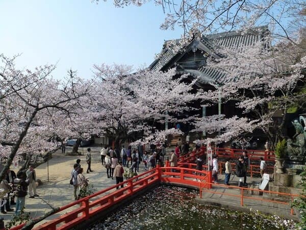 Kimiidera Temple, a famous cherry blossom spot
