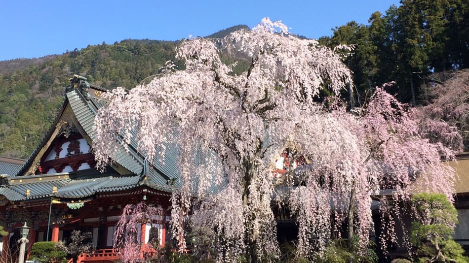 미노부산 산몬젠 료칸 다나카야 photo 12