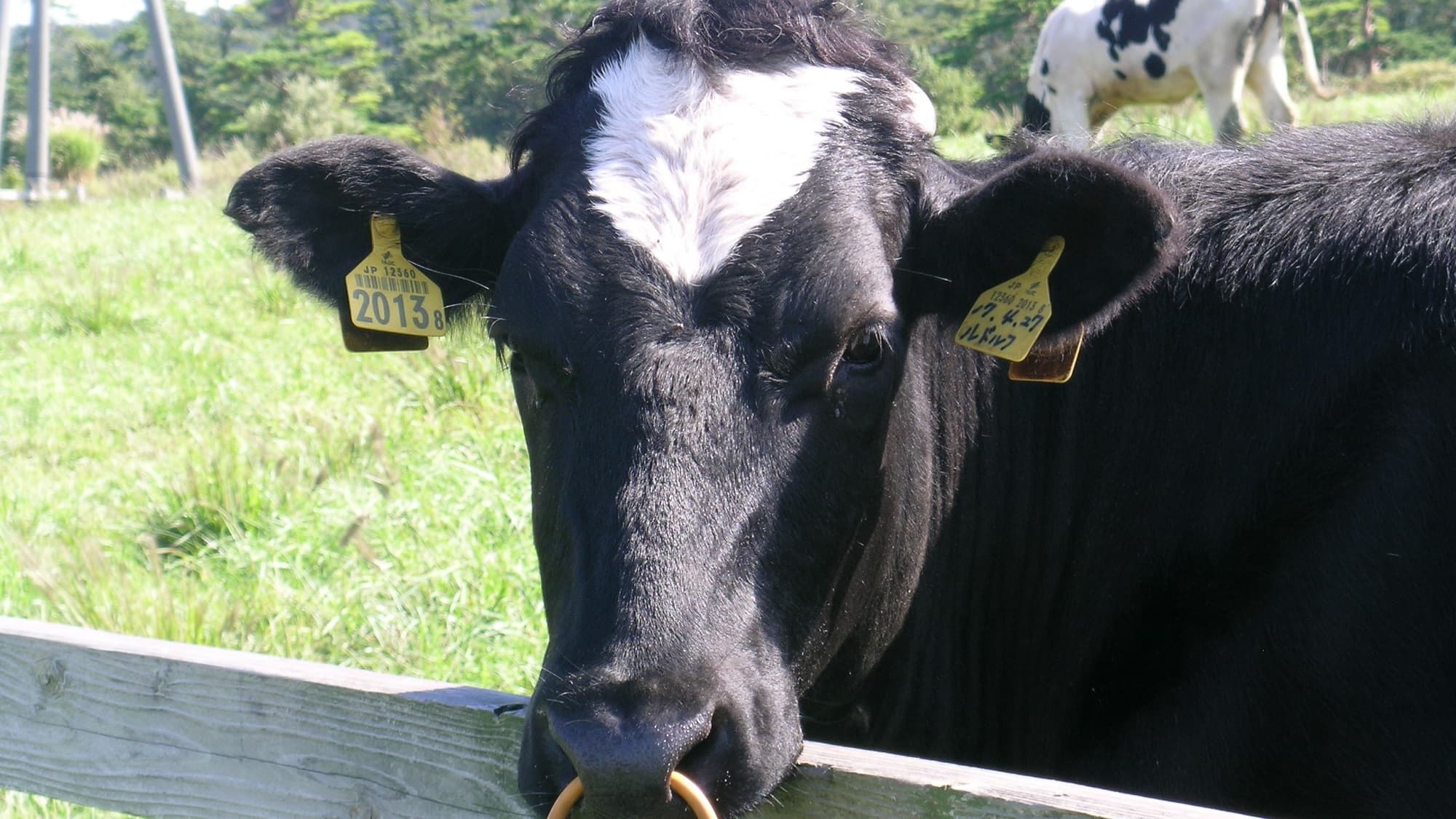 Grazing 2