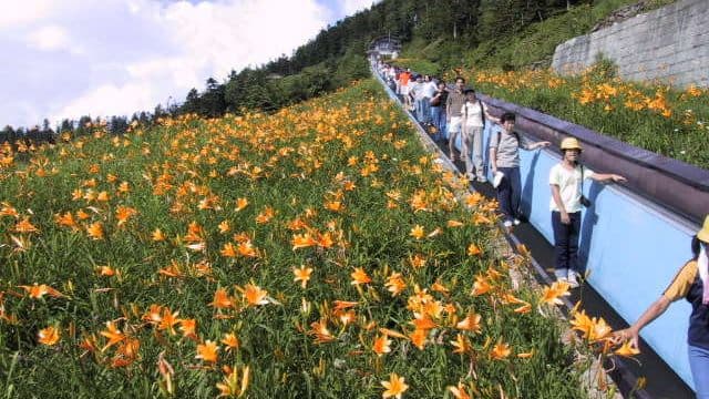  You can enjoy flowers such as Yokoteyama Skylator Nikko Kisuge and Fireweed.
