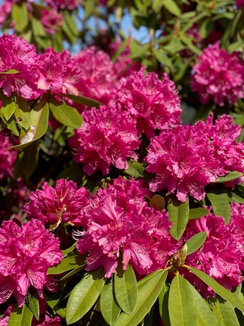 Nearby sightseeing: Hoshinohana Park (around spring)