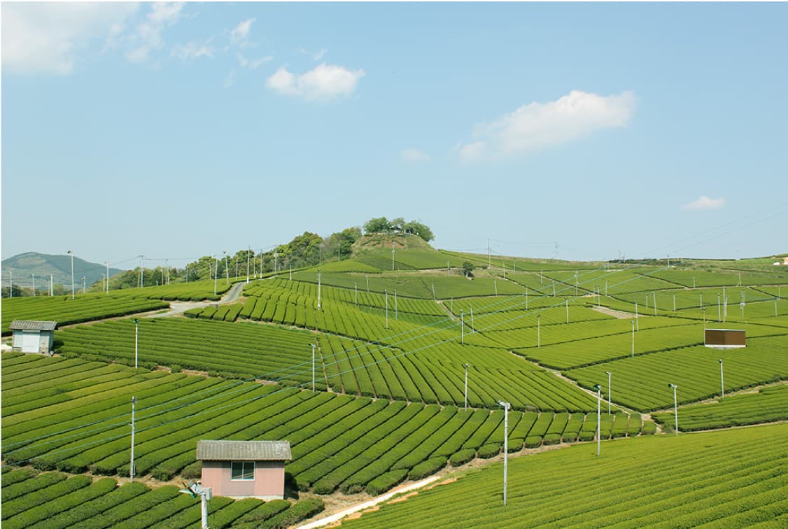 Nearby sightseeing: Central Tea Plantation
