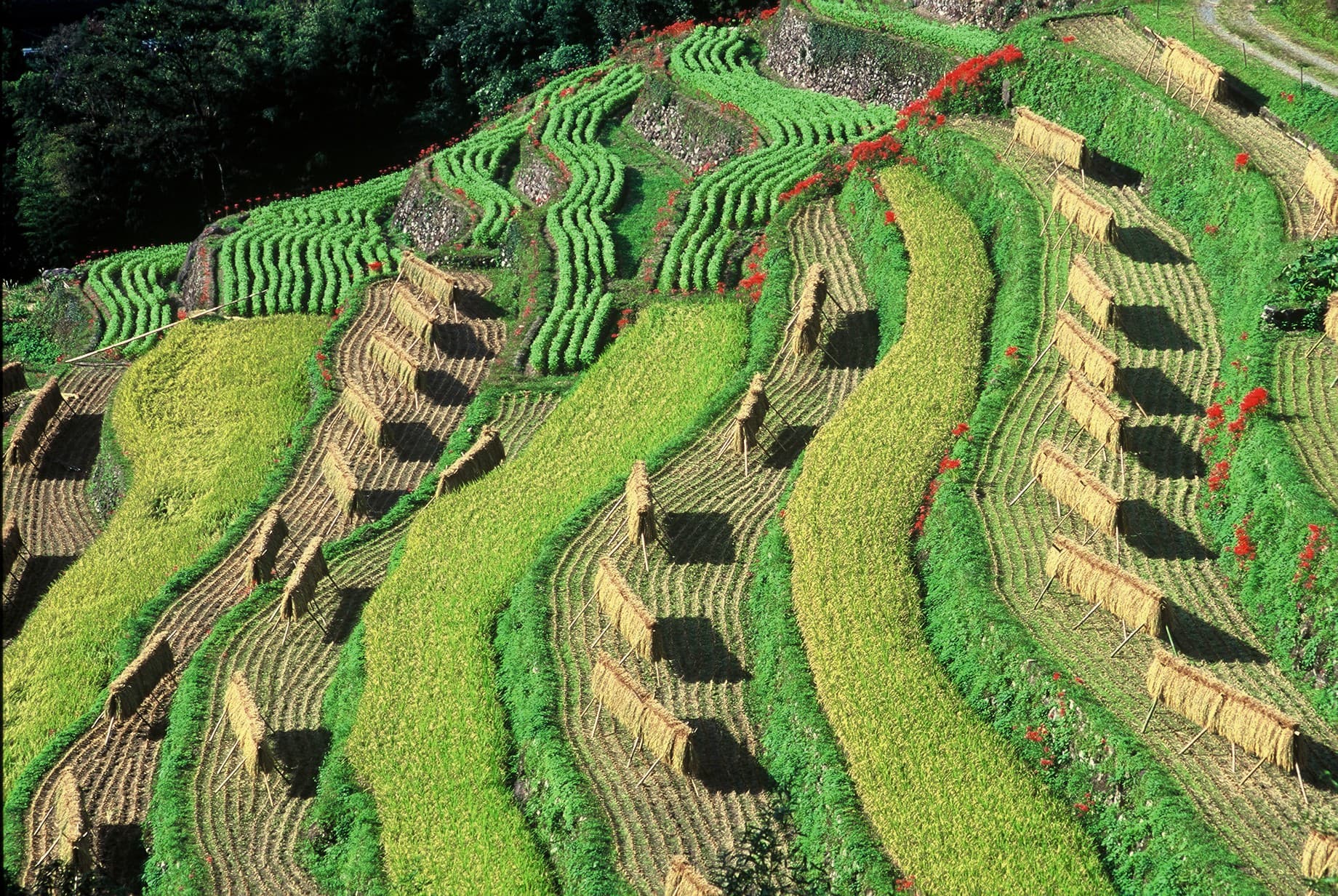 Nearby sightseeing: Rice terraces