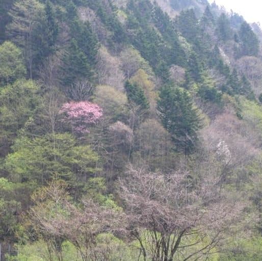시무캇푸 유노사와 온천 모리노시키 사진 10