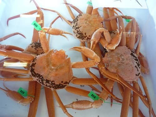 Kasumi crab