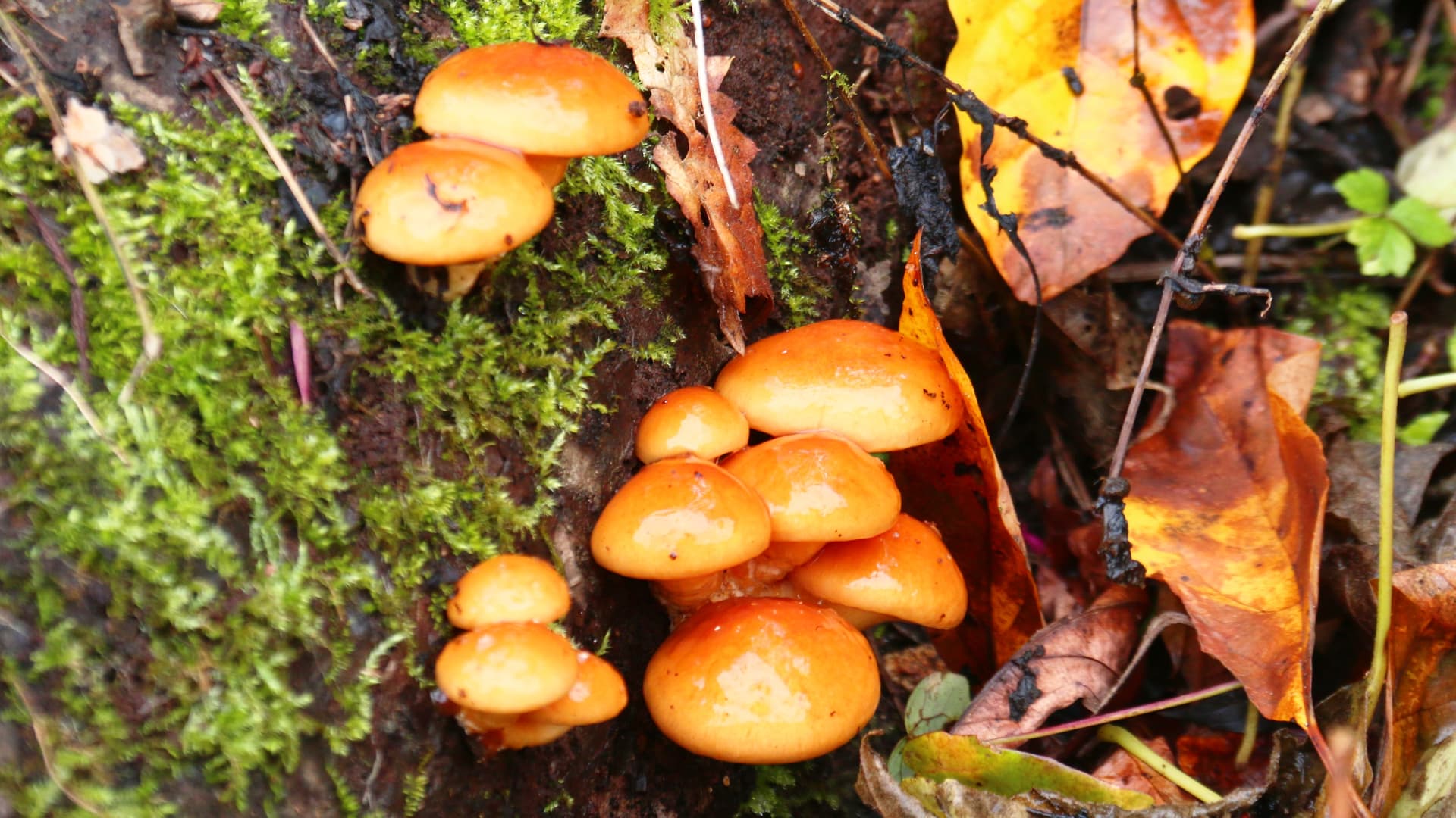 [Meals] Mushrooms and wild vegetables picked in the mountains. Enjoy the deliciousness of ingredients unique to Gokayama.