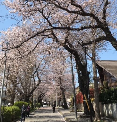 [Kashiwa Park] A row of cherry blossom trees