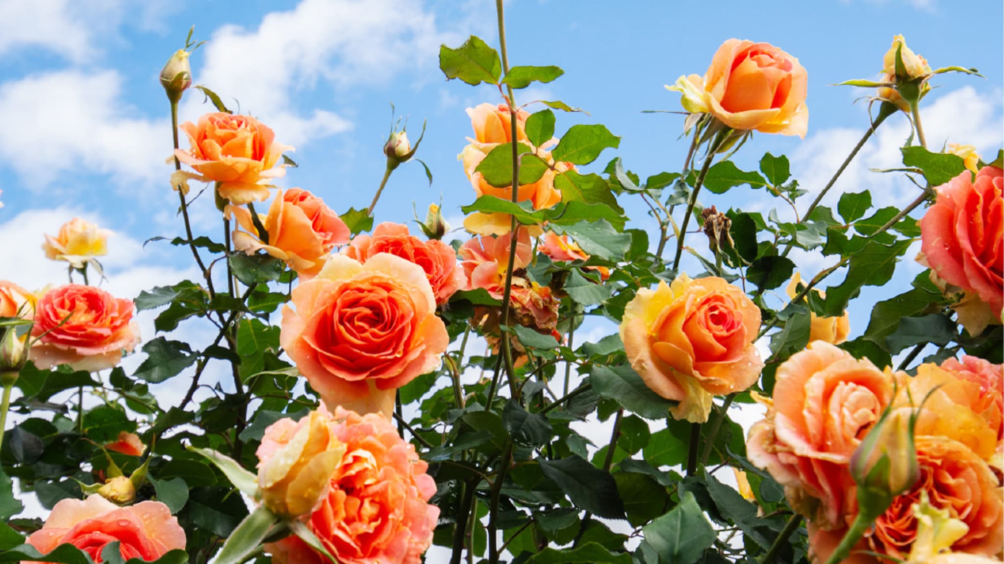Nakanojo Gardens: Autumn Roses