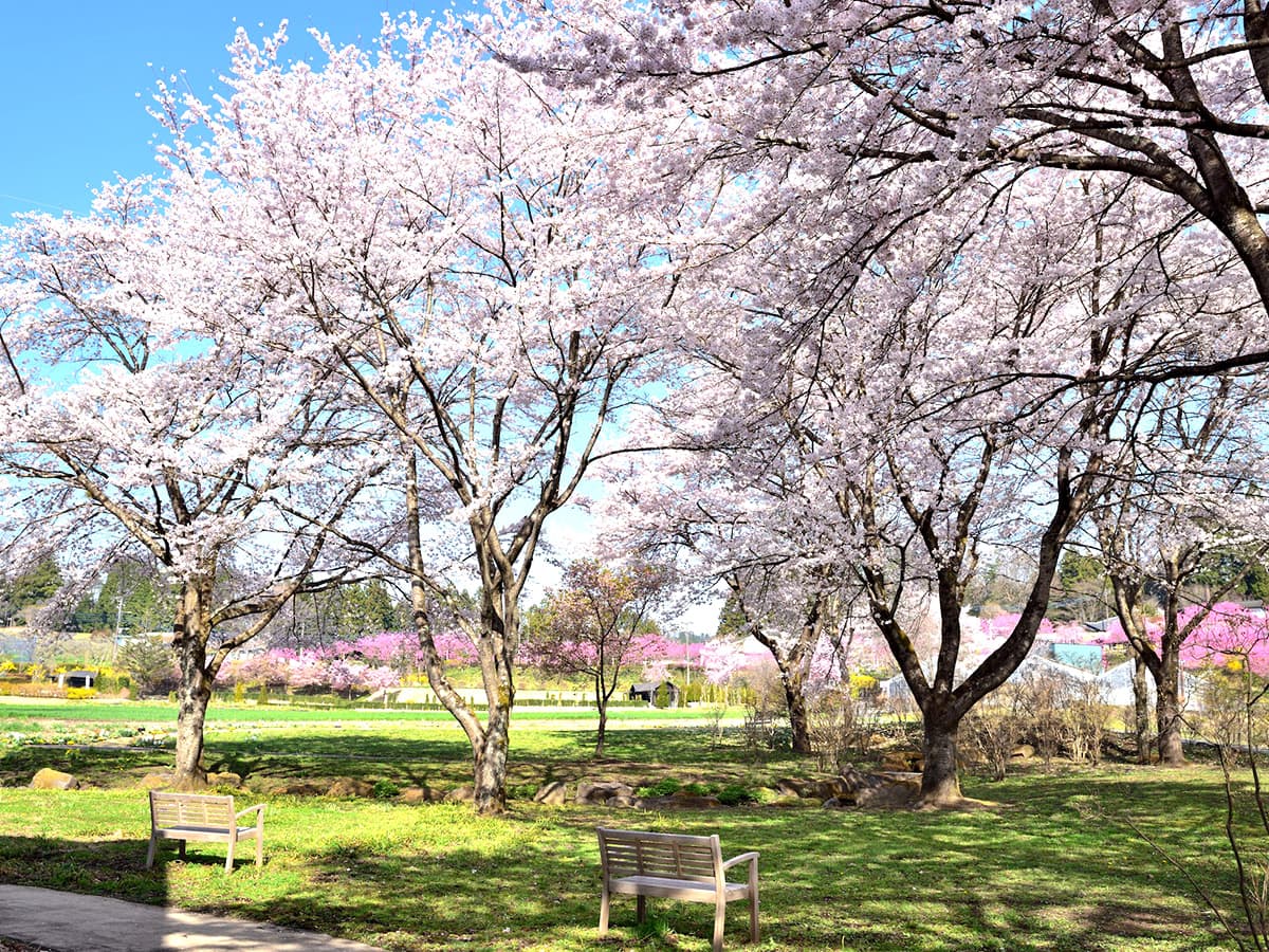 Nakanojo Gardens - Cherry Blossoms