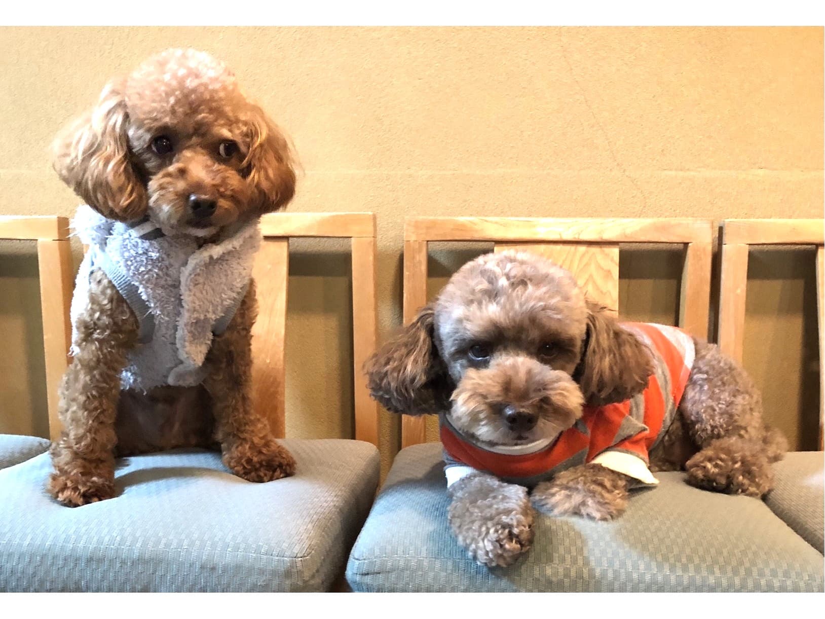 Our mascot dogs Mito and Oma will welcome you.