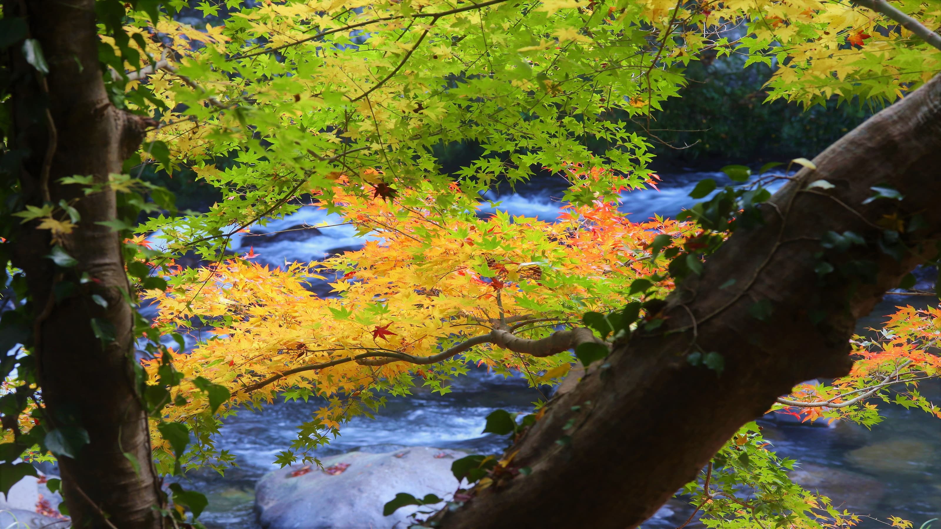 Best time to see autumn leaves in Amagi: Late November to early December