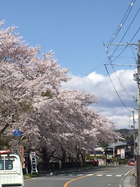 Cherry Blossoms - Genbi Kaido