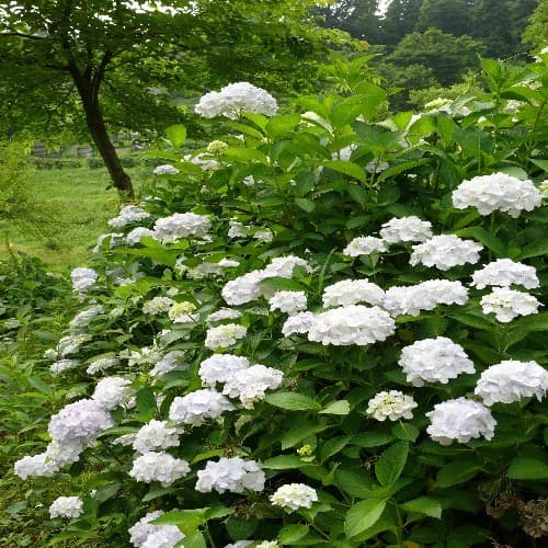 요모기하라 온센 하나노야도 요모야마칸 photo 9