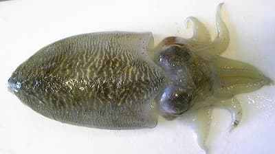 Winter / spring cuttlefish / water squid