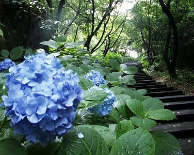 Hydrangea of Mt. Seniwa