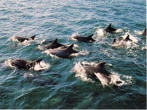 Dolphin watching