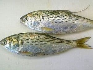 This white
