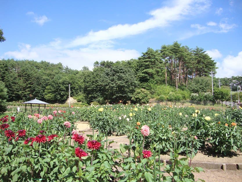 유유 랜드 하나와 photo 14