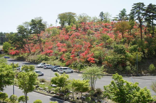 유유 랜드 하나와 photo 9