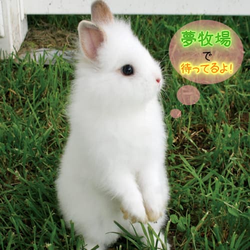 호텔 호센 사와라 사진 3