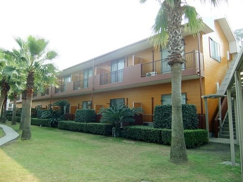 Tropical palm garden